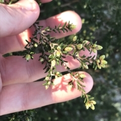 Calytrix tetragona (Common Fringe-myrtle) at Shoal Bay, NSW - 8 Jul 2022 by Tapirlord