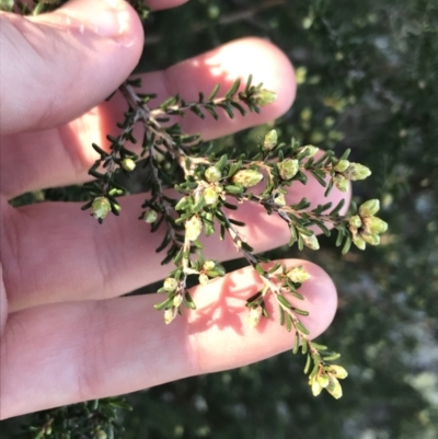 Calytrix tetragona (Common Fringe-myrtle) at Shoal Bay, NSW - 8 Jul 2022 by Tapirlord