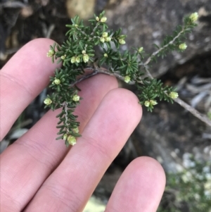 Calytrix tetragona at Shoal Bay, NSW - 8 Jul 2022