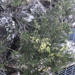 Calytrix tetragona at Shoal Bay, NSW - 8 Jul 2022