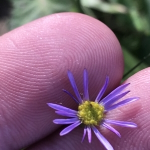 Brachyscome multifida at Shoal Bay, NSW - 8 Jul 2022 11:38 AM