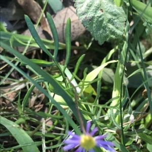 Brachyscome multifida at Shoal Bay, NSW - 8 Jul 2022