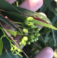 Eucalyptus paniculata at Shoal Bay, NSW - 8 Jul 2022 11:38 AM