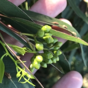 Eucalyptus paniculata at Shoal Bay, NSW - 8 Jul 2022