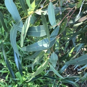 Eucalyptus paniculata at Shoal Bay, NSW - 8 Jul 2022 11:38 AM