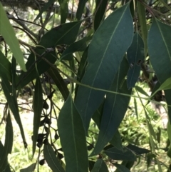 Eucalyptus paniculata at Shoal Bay, NSW - 8 Jul 2022