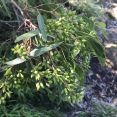 Eucalyptus paniculata at Shoal Bay, NSW - 8 Jul 2022 11:35 AM