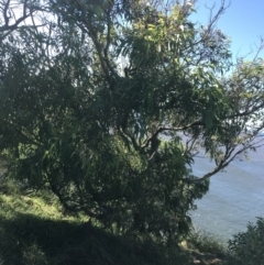 Eucalyptus paniculata at Shoal Bay, NSW - 8 Jul 2022 11:35 AM