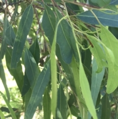 Eucalyptus paniculata at Shoal Bay, NSW - 8 Jul 2022