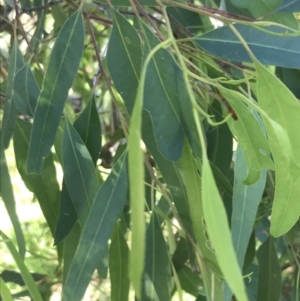 Eucalyptus paniculata at Shoal Bay, NSW - 8 Jul 2022 11:35 AM