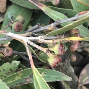 Eucalyptus haemastoma at Shoal Bay, NSW - 8 Jul 2022