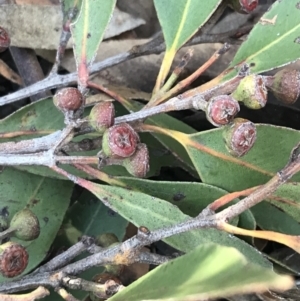 Eucalyptus haemastoma at Shoal Bay, NSW - 8 Jul 2022