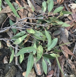 Eucalyptus haemastoma at Shoal Bay, NSW - 8 Jul 2022 11:23 AM