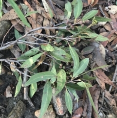 Eucalyptus haemastoma at Shoal Bay, NSW - 8 Jul 2022