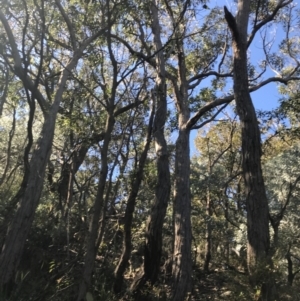 Eucalyptus agglomerata at Shoal Bay, NSW - 8 Jul 2022 11:23 AM