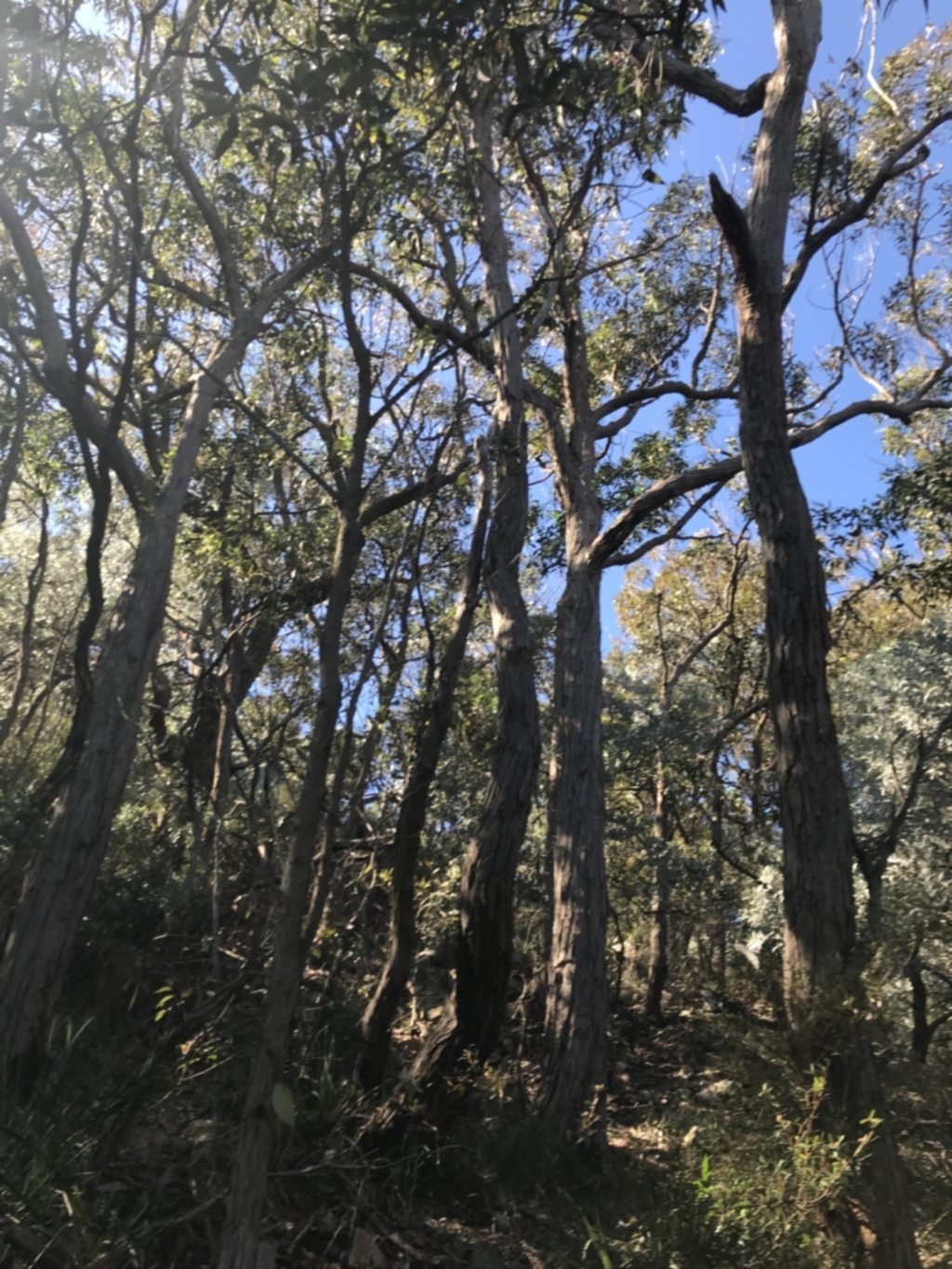 Eucalyptus agglomerata at Shoal Bay, NSW - 8 Jul 2022