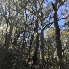 Eucalyptus agglomerata (Blue-leaved Stringybark) at Tomaree National Park - 8 Jul 2022 by Tapirlord