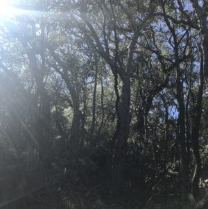 Eucalyptus agglomerata at Shoal Bay, NSW - 8 Jul 2022 11:23 AM