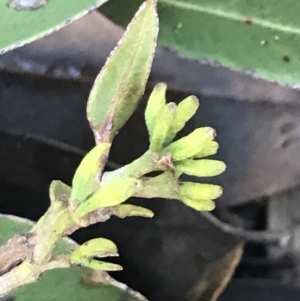 Eucalyptus agglomerata at Shoal Bay, NSW - 8 Jul 2022