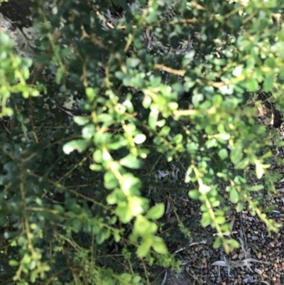 Bursaria spinosa (Native Blackthorn, Sweet Bursaria) at Shoal Bay, NSW - 8 Jul 2022 by Tapirlord