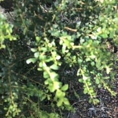 Bursaria spinosa (Native Blackthorn, Sweet Bursaria) at Shoal Bay, NSW - 8 Jul 2022 by Tapirlord