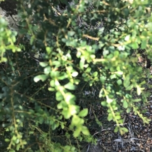 Bursaria spinosa at Shoal Bay, NSW - 8 Jul 2022