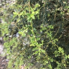 Bursaria spinosa at Shoal Bay, NSW - 8 Jul 2022 11:29 AM