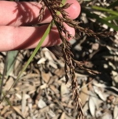 Gahnia sieberiana (Red-fruit Saw-sedge) at Tomaree National Park - 8 Jul 2022 by Tapirlord