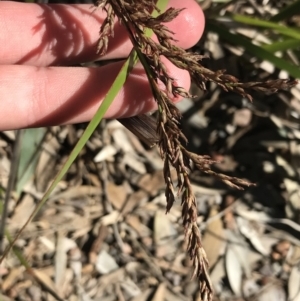 Gahnia sieberiana at Shoal Bay, NSW - 8 Jul 2022