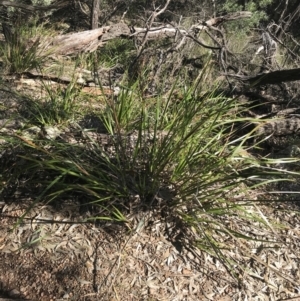 Gahnia sieberiana at Shoal Bay, NSW - 8 Jul 2022