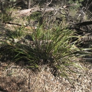 Lepidosperma (genus) at Shoal Bay, NSW - 8 Jul 2022 11:28 AM