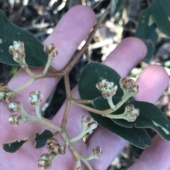 Unidentified Other Shrub (TBC) at Shoal Bay, NSW - 8 Jul 2022 by Tapirlord