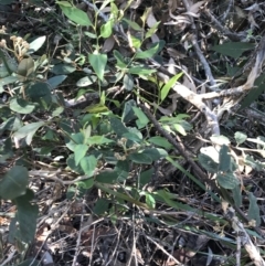 Pomaderris lanigera at Shoal Bay, NSW - 8 Jul 2022