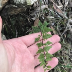 Cheilanthes sieberi subsp. sieberi (Narrow Rock Fern) at Shoal Bay, NSW - 8 Jul 2022 by Tapirlord