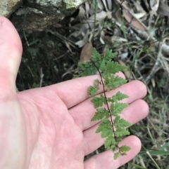 Cheilanthes sieberi subsp. sieberi at Shoal Bay, NSW - 8 Jul 2022