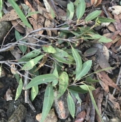 Eucalyptus agglomerata at Shoal Bay, NSW - 8 Jul 2022 11:23 AM