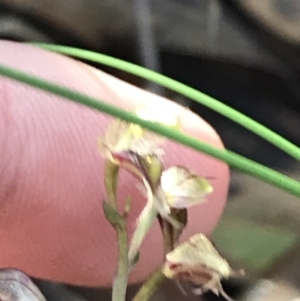 Acianthus fornicatus at Shoal Bay, NSW - suppressed