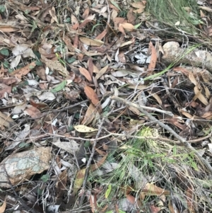 Acianthus fornicatus at Shoal Bay, NSW - suppressed