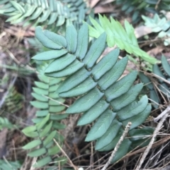 Pellaea falcata (Sickle Fern) at Shoal Bay, NSW - 8 Jul 2022 by Tapirlord