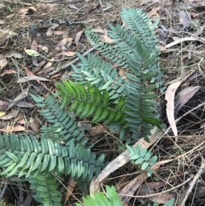 Pellaea falcata at Shoal Bay, NSW - 8 Jul 2022