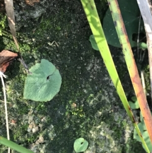 Acianthus fornicatus at Shoal Bay, NSW - suppressed