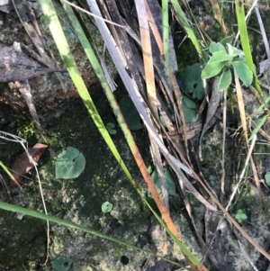 Acianthus fornicatus at Shoal Bay, NSW - suppressed