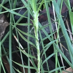 Lomandra obliqua at Shoal Bay, NSW - 8 Jul 2022 11:19 AM