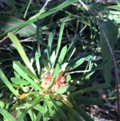 Lambertia formosa (Mountain Devil) at Shoal Bay, NSW - 8 Jul 2022 by Tapirlord