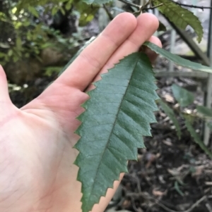 Callicoma serratifolia at Shoal Bay, NSW - 8 Jul 2022