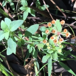 Pomax umbellata at Shoal Bay, NSW - 8 Jul 2022