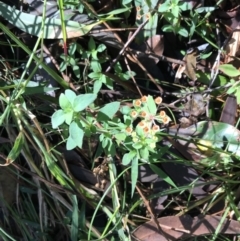 Pomax umbellata at Shoal Bay, NSW - 8 Jul 2022