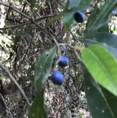 Elaeocarpus reticulatus (Blueberry Ash, Fairy Petticoats) at Shoal Bay, NSW - 8 Jul 2022 by Tapirlord