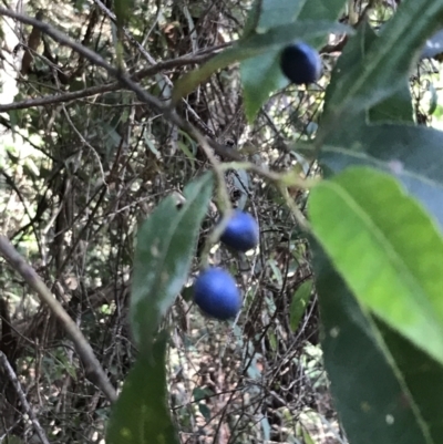 Elaeocarpus reticulatus (Blueberry Ash, Fairy Petticoats) at Shoal Bay, NSW - 8 Jul 2022 by Tapirlord