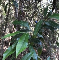 Elaeocarpus reticulatus at Shoal Bay, NSW - 8 Jul 2022